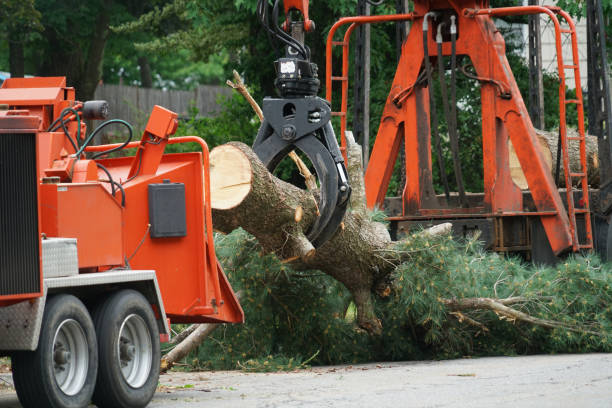 Best Local Tree Services  in Elmer, NJ